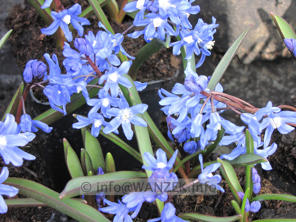 Chionodoxa sardensis.JPG